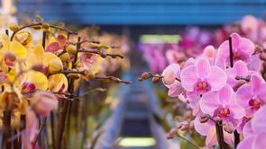 Samen tegen corona: Koop een fiets, steun de tuinder en zie om naar ouderen!