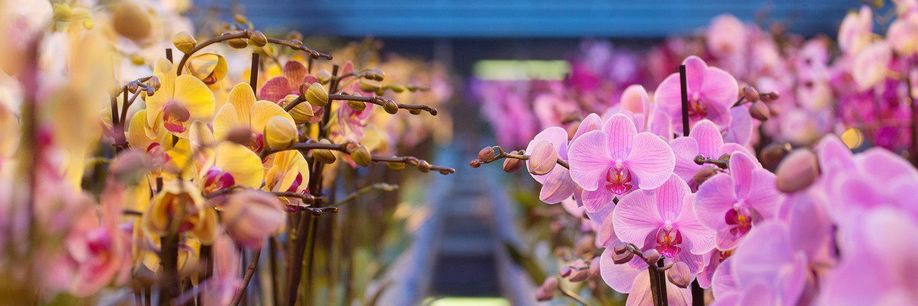 Samen tegen corona: Koop een fiets, steun de tuinder en zie om naar ouderen!