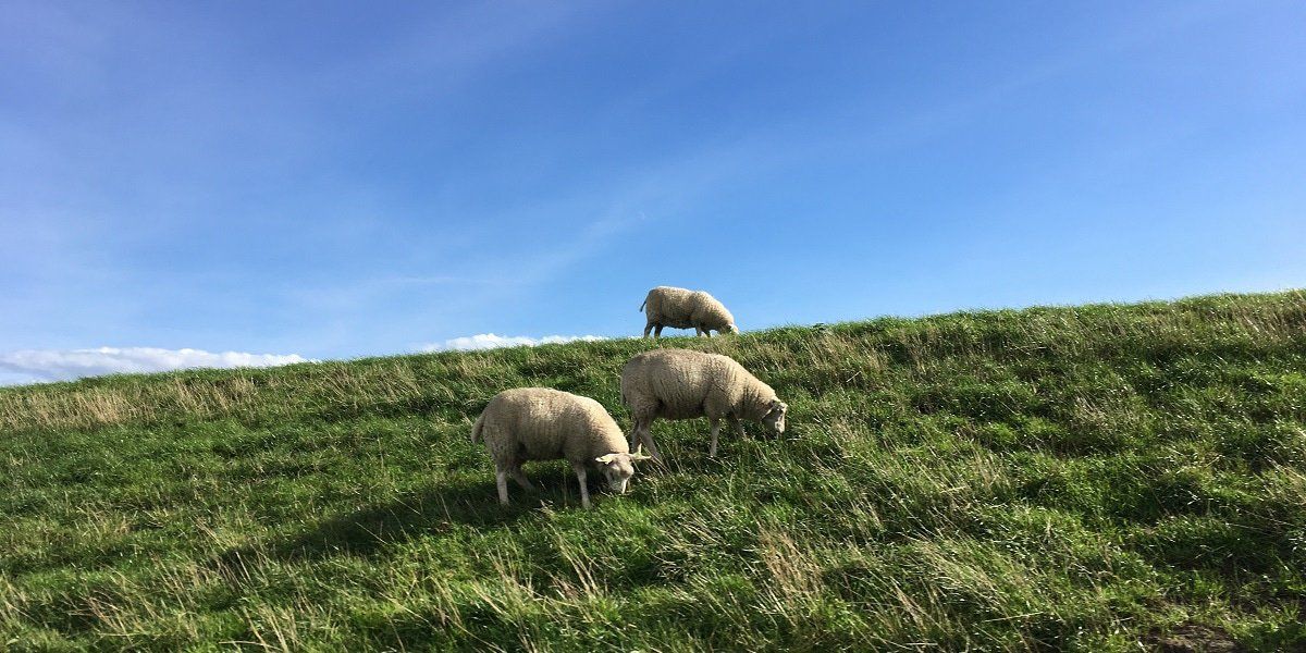 schapen