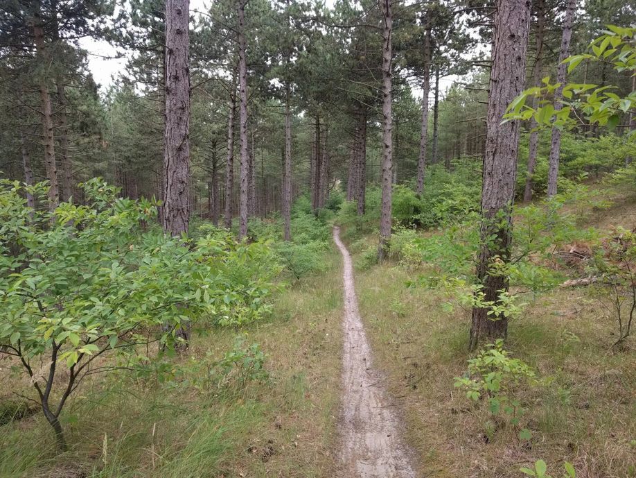 Smal mountainbike paadje het groene droge bos met veel hoge naaldbomen en varens