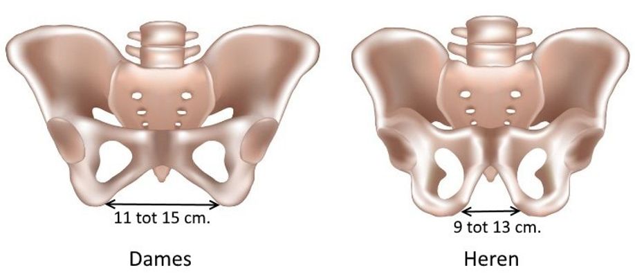 Dameszitbotbreedte van 11-15 cm vergeleken met herenzitbotbreedte van 9-13 cm